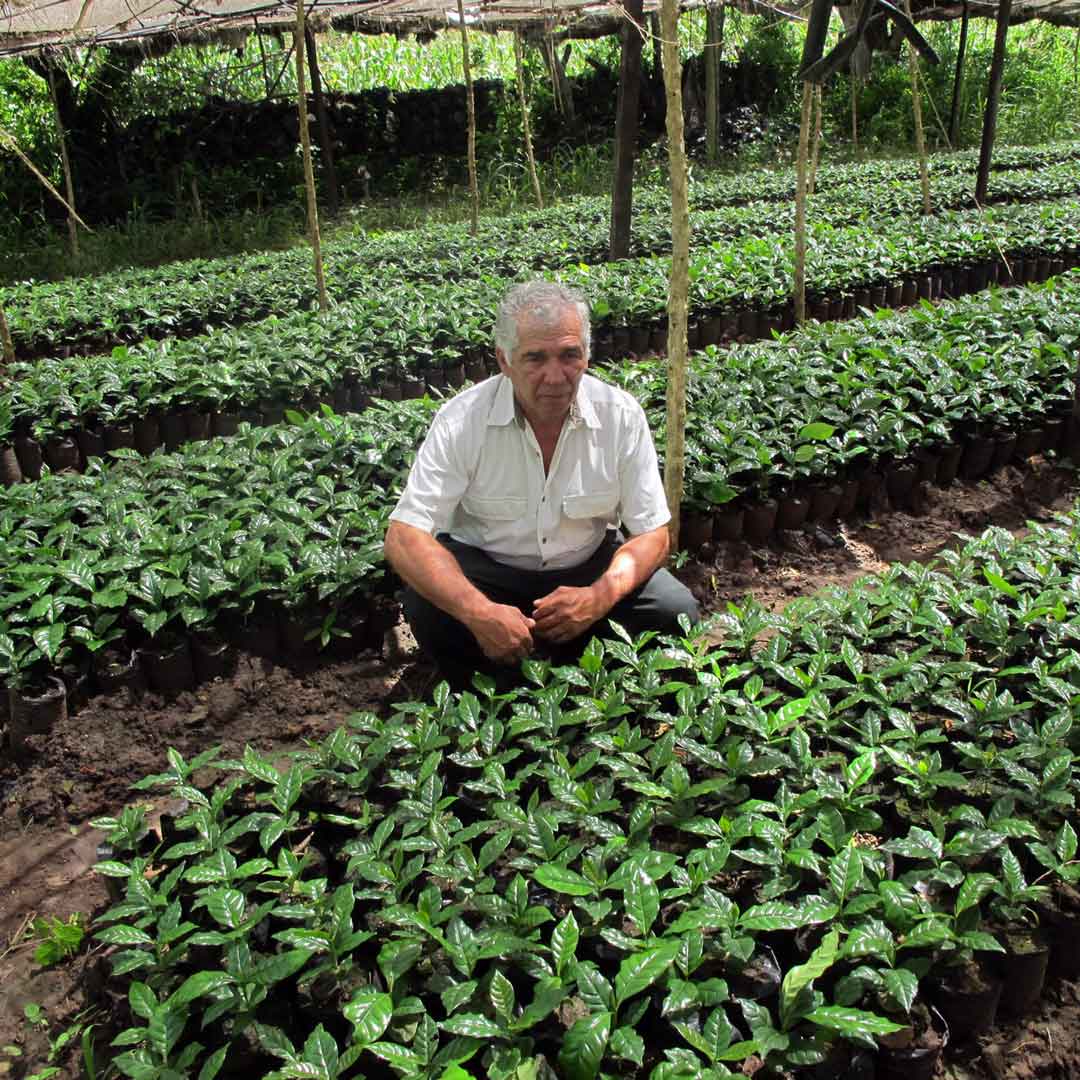 PPP Coffee Guatemala Plan del Guayabo