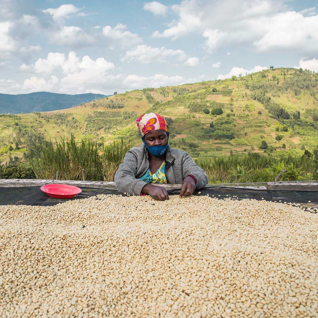 PPP Coffee Rwanda Musasa Nkara