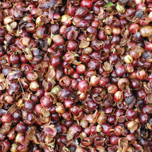 PPP Coffee Cascara Tea, Finca Isnul